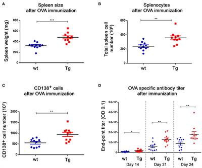 FcRn Overexpression Expands Diversity of the Humoral Immune Response in bFcRn Transgenic Mice